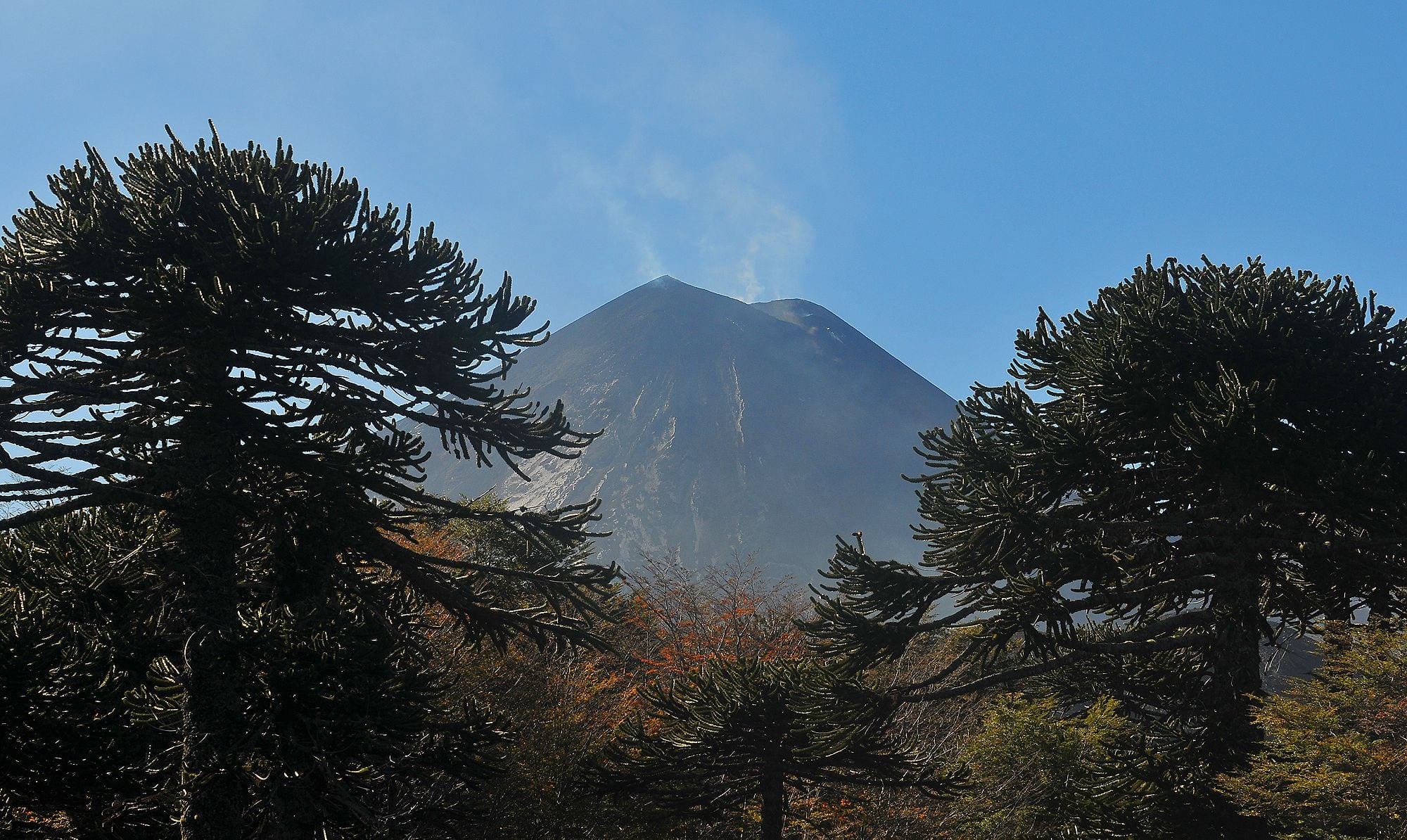 Estos son los 10 árboles nativos que presentan alto riesgo de extinción en  Chile - La Tercera