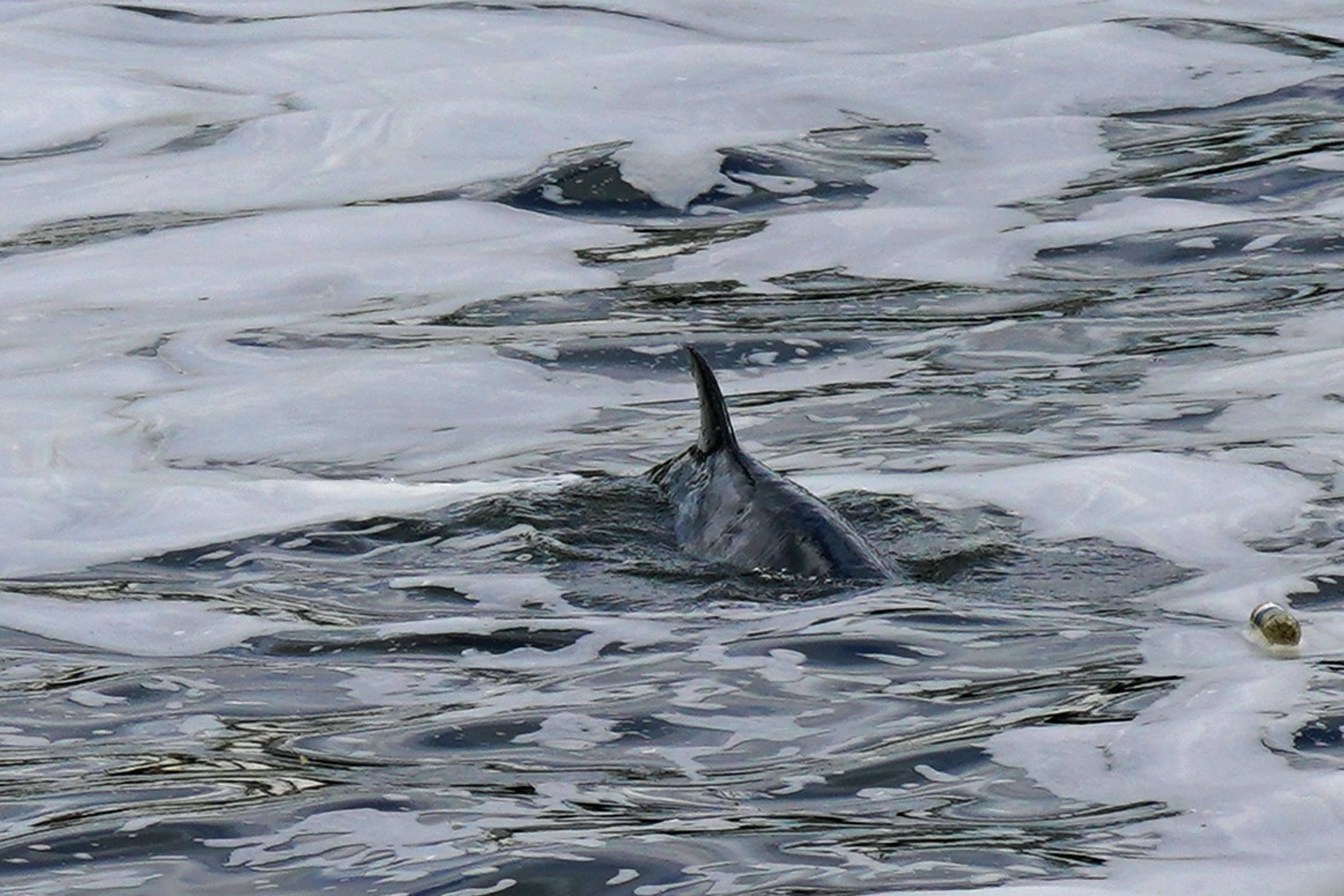 Four-metre-long whale freed from Thames lock