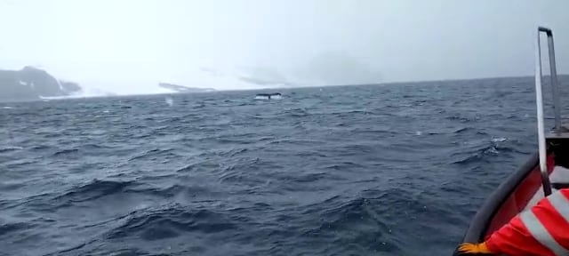 La ballena