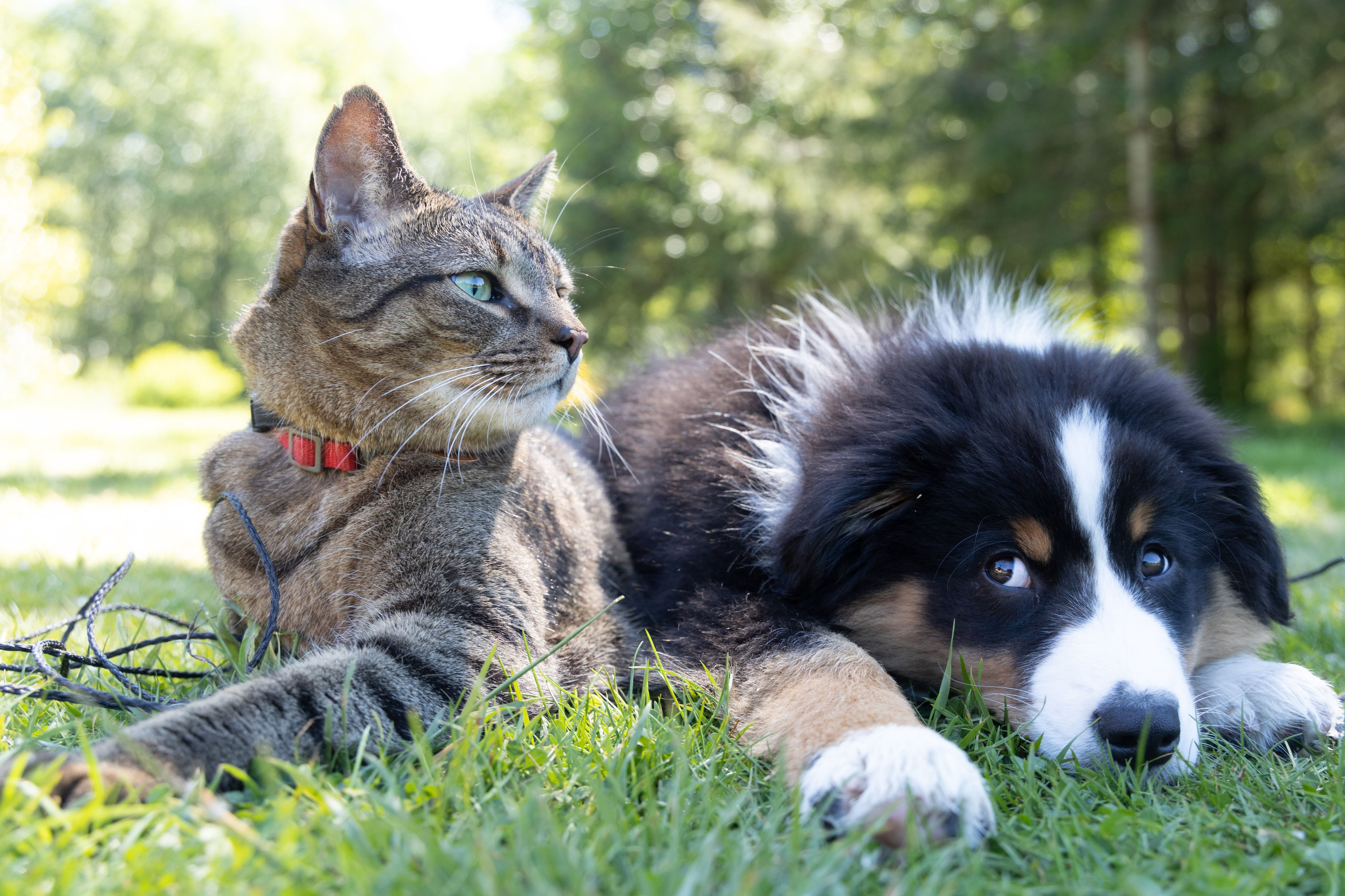 Las enfermedades que tus mascotas te pueden transmitir (y cómo evitarlas)