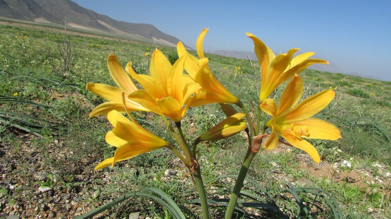 desierto florido