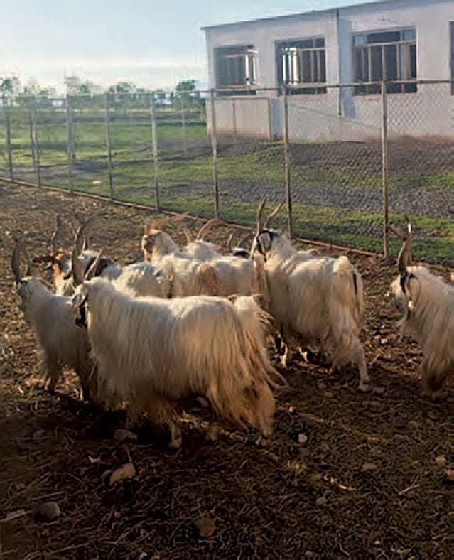 Cabras