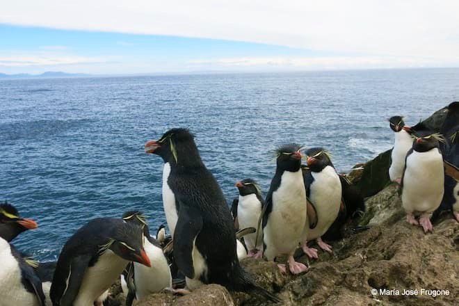 Pingüinos crestados - María José Frugone (2)