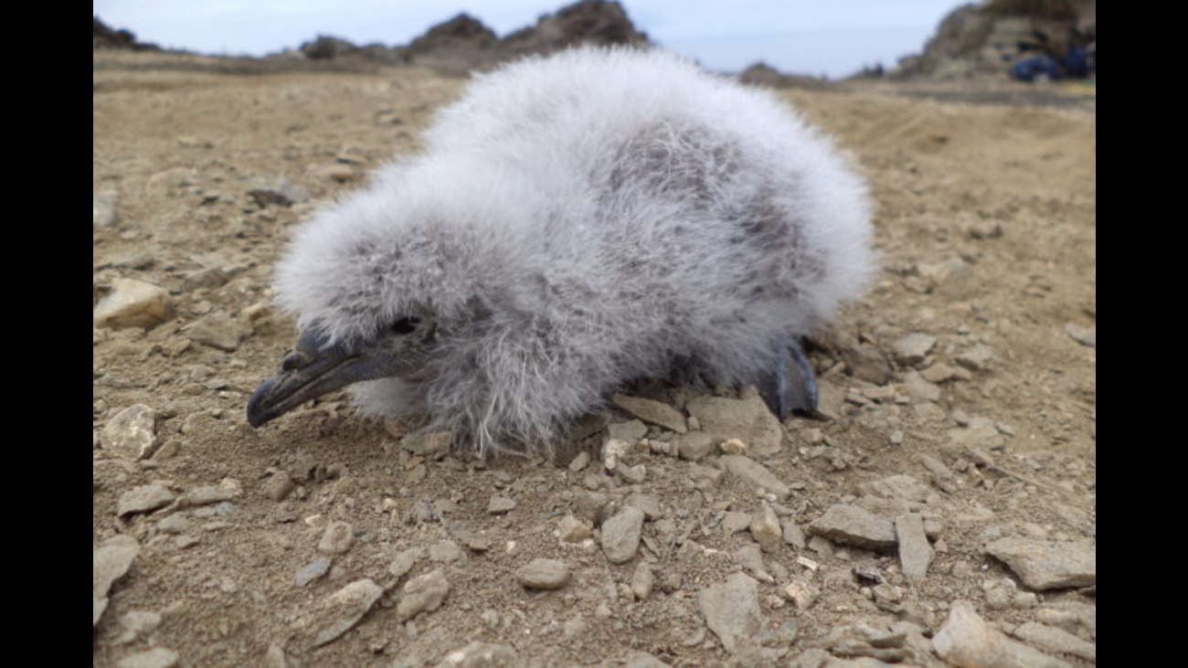 La extraña especie que volvió a nacer después de 40 años en el norte de Chile