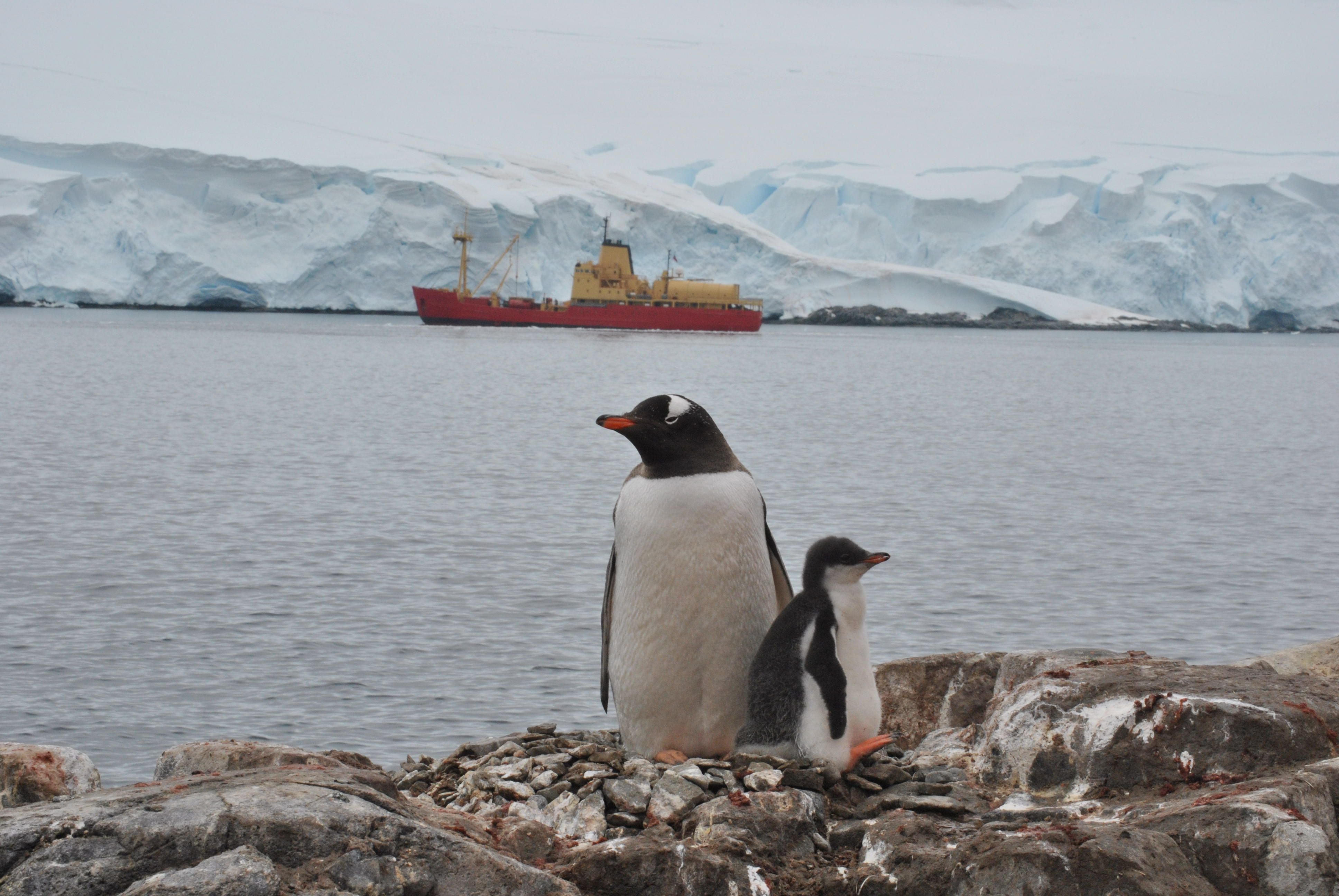 pinguinos antartica