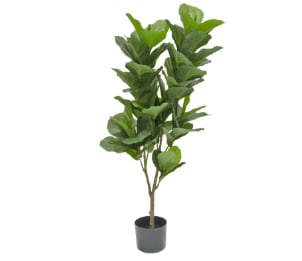 ficus