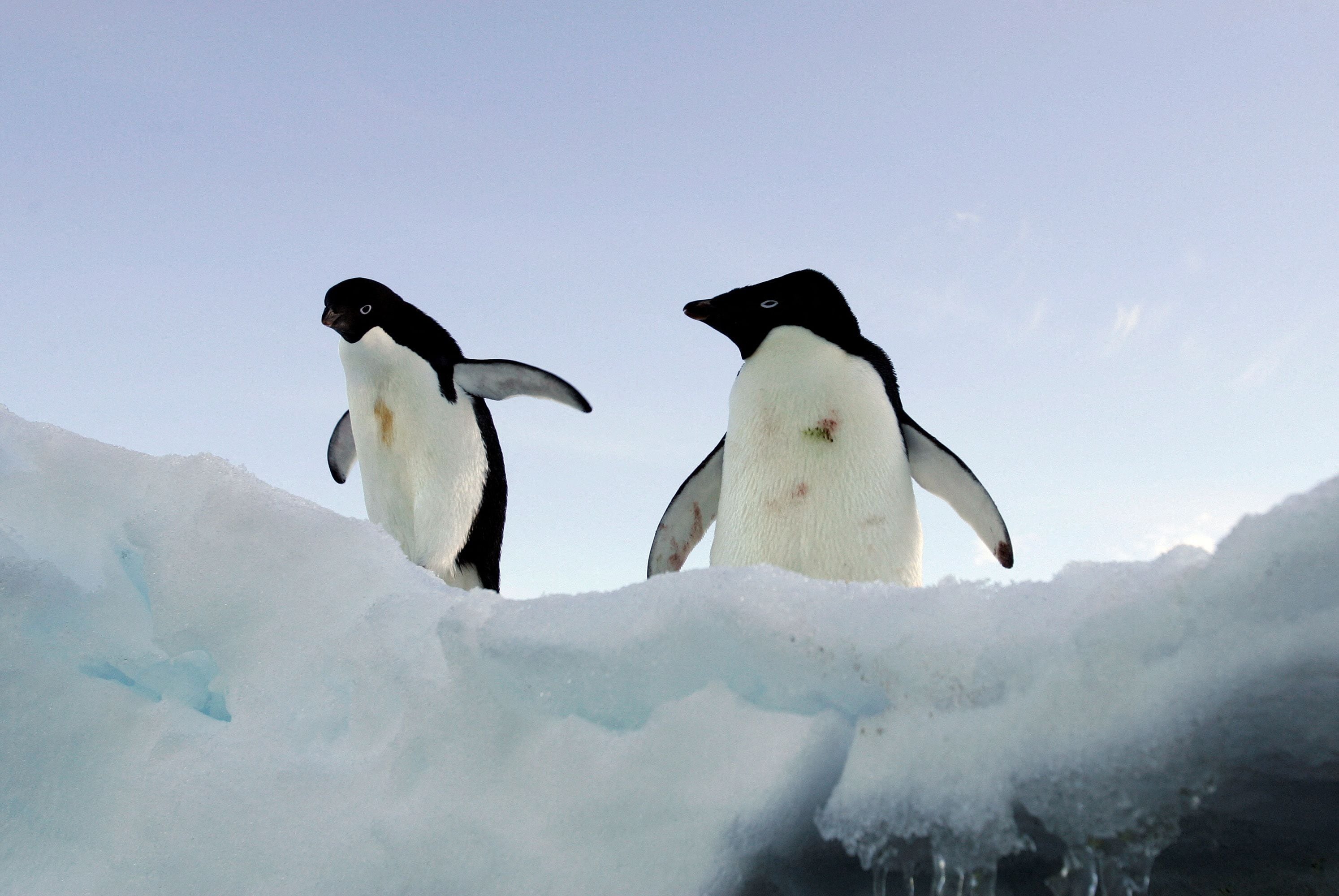 FILE PHOTO: FILE PHOTO: Two Adelie penguins stand on a block of melting ice atop a rocky shoreline at Cape Denison