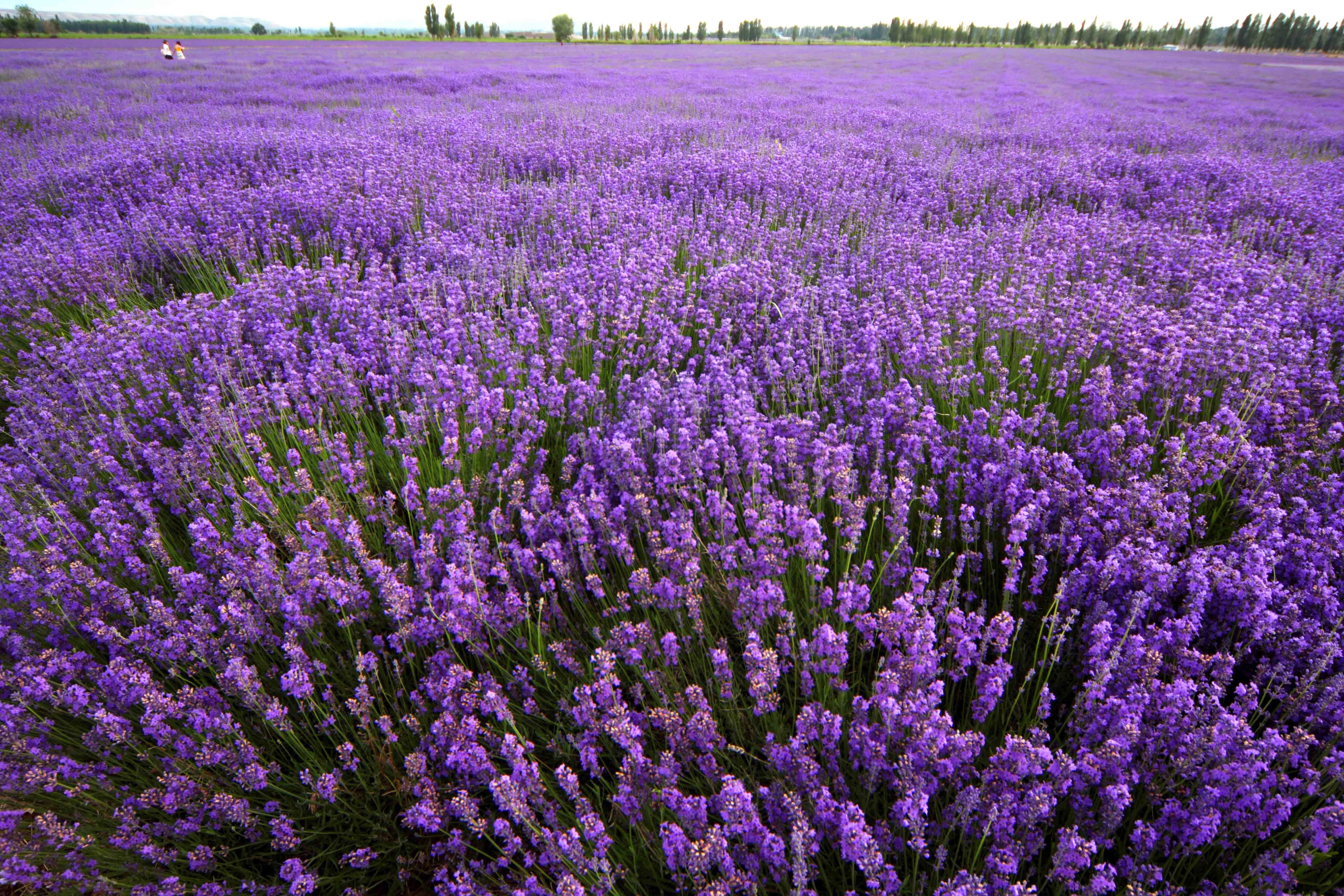 Lavender flowers attract tourists in NW China