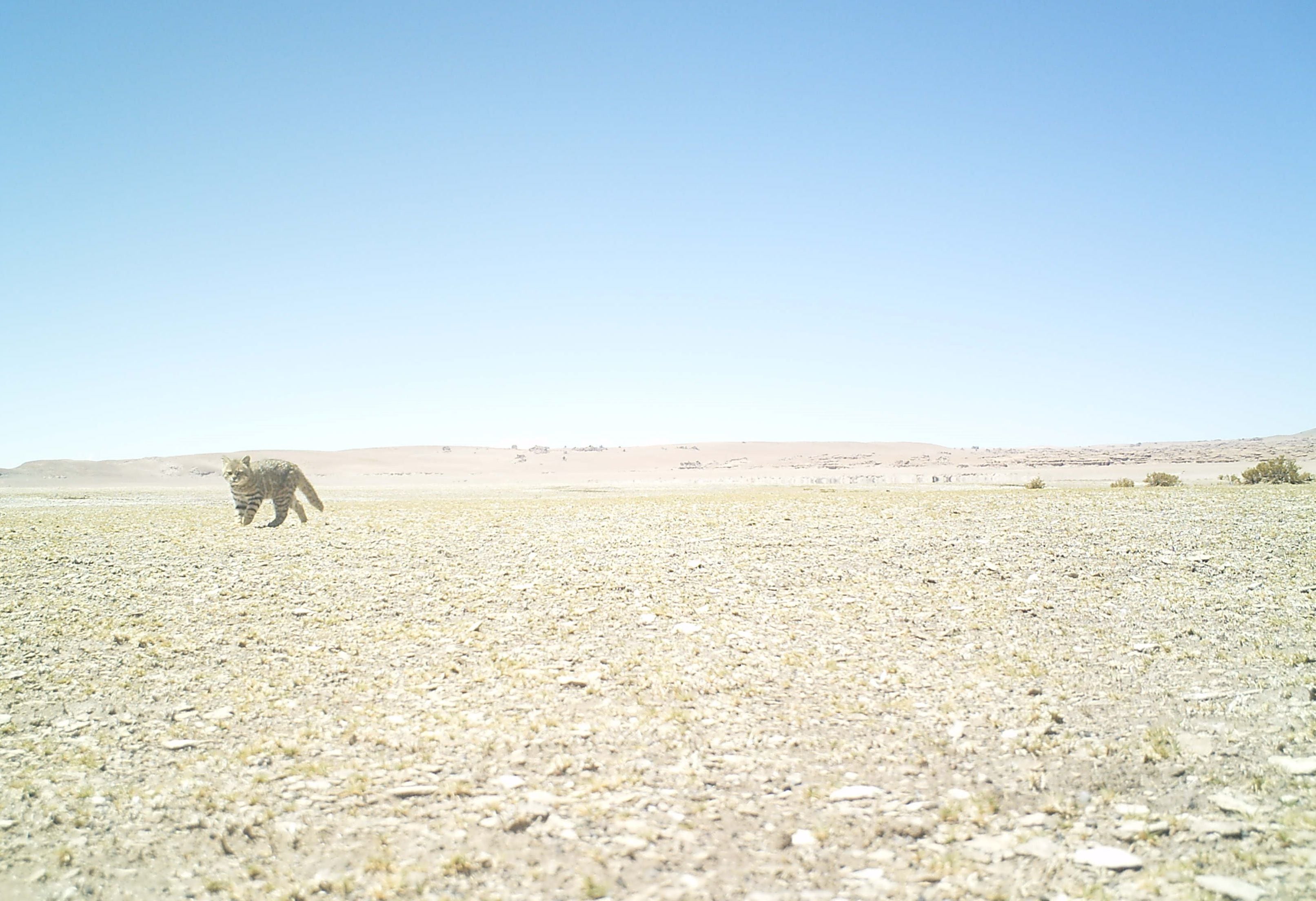 gato del desierto