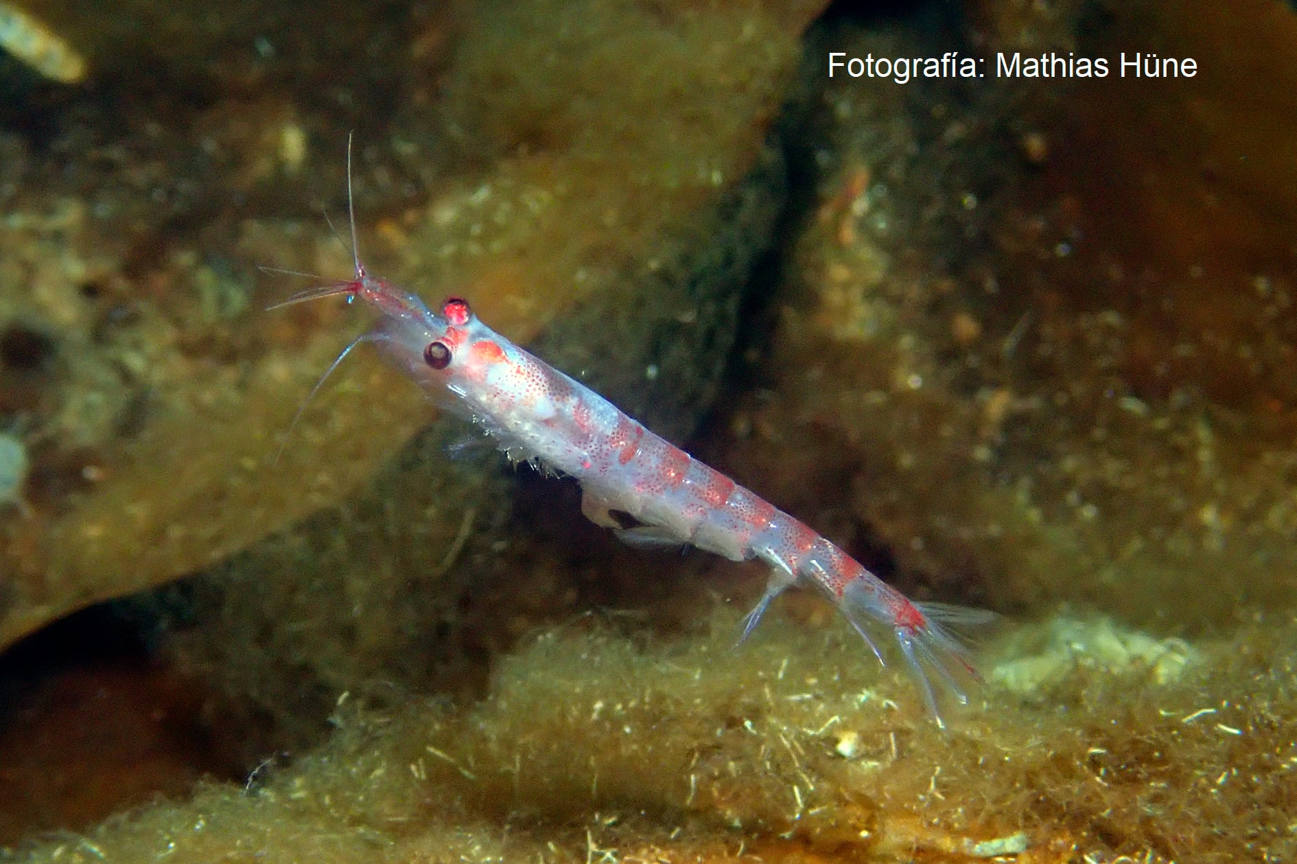 Krill antártico.