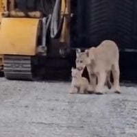 Captan el momento en que una madre puma rescata a su cría atrapada en una máquina de construcción