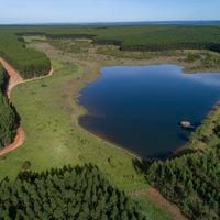 La millonaria ganancia que obtendrá Arauco por su venta de activos forestales en Brasil