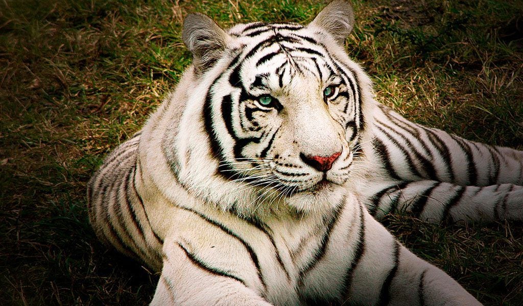 Tigre