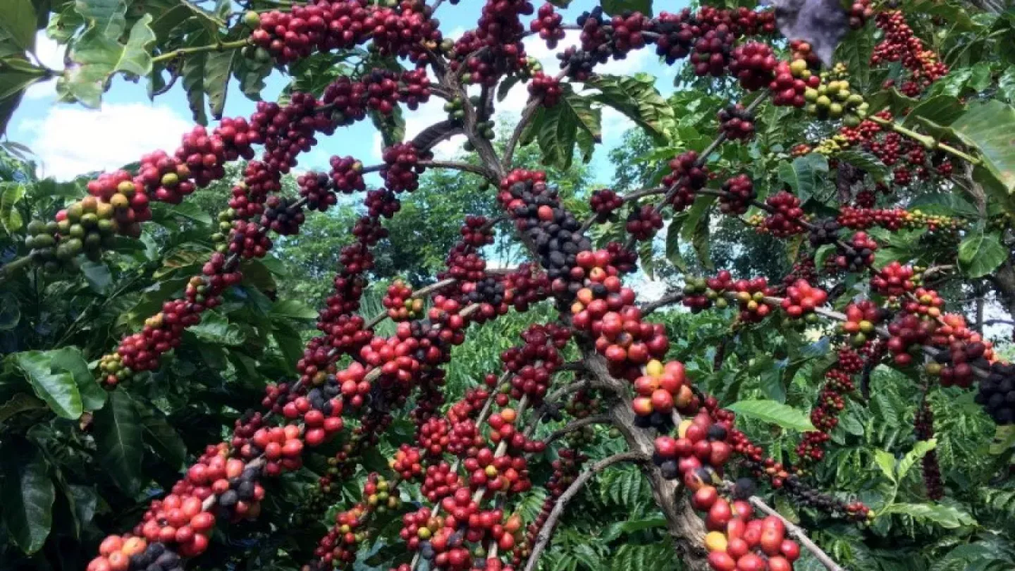 Cómo la llegada del fenómeno El Niño afectará el café que tomas por las mañanas