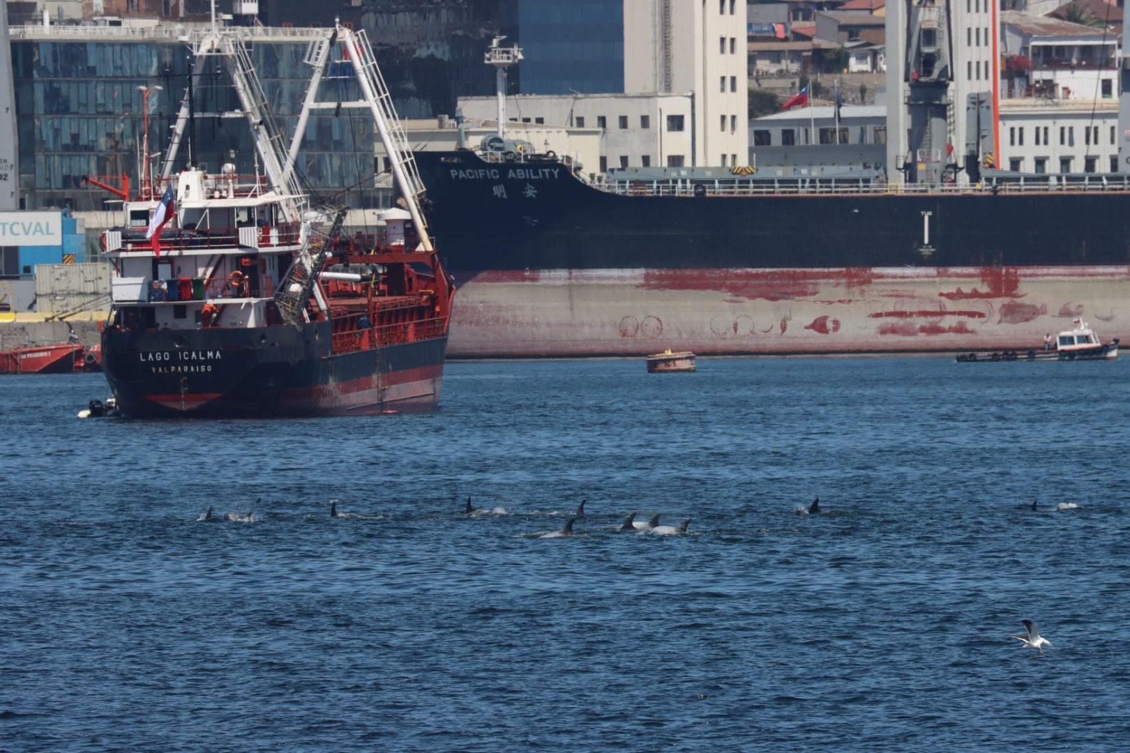 Delfines Valparaíso