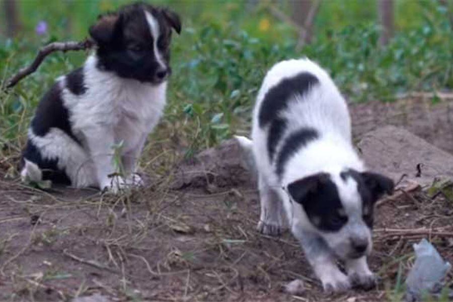 Los Perritos Abandonados De Chernobil La Tercera