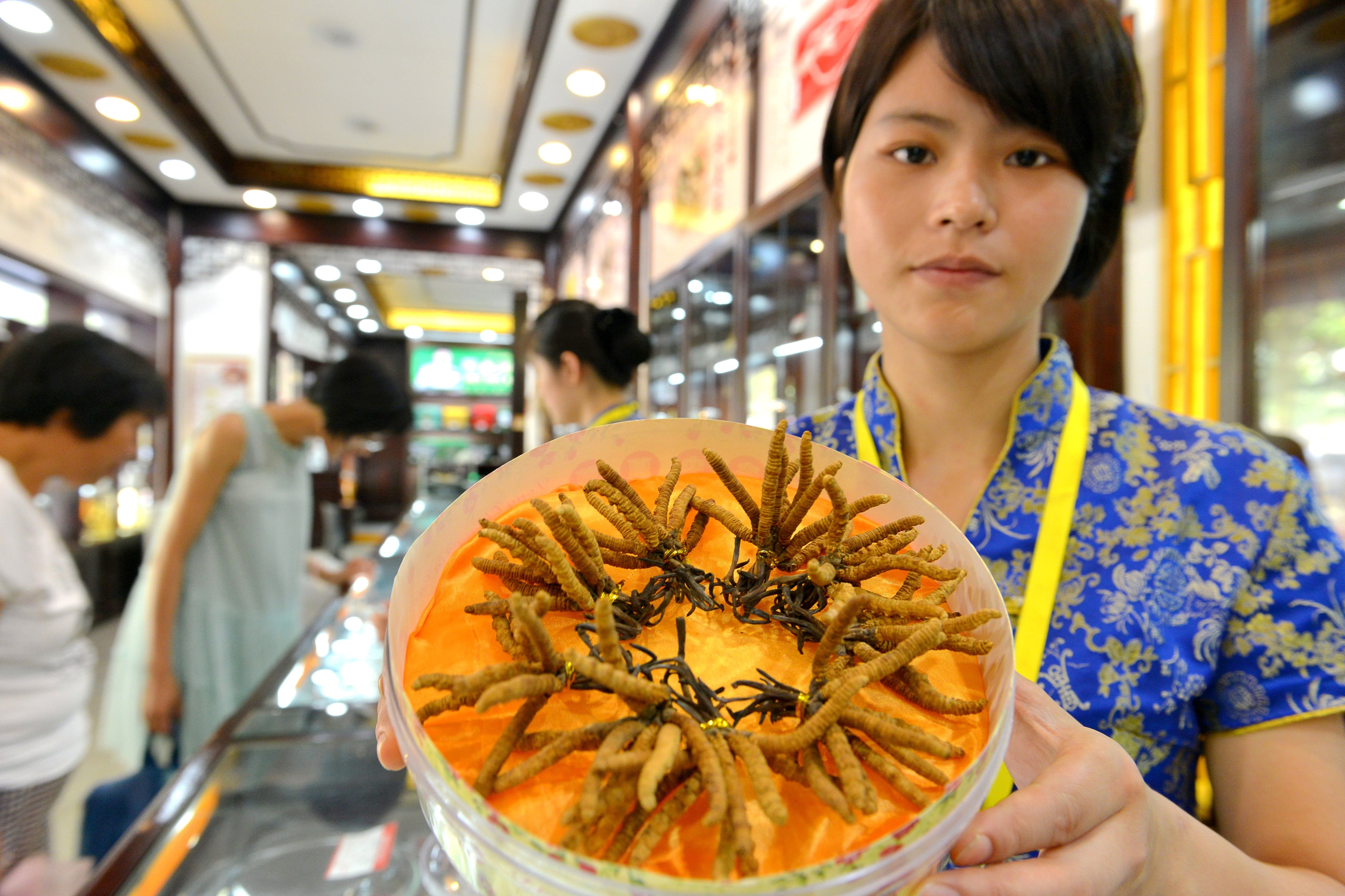 Chinas prized caterpillar fungus is worth its weight in gold