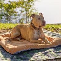 ¿Es necesario que las mascotas usen protector solar?