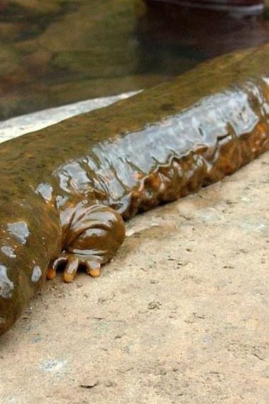 salamandra gigante planeta tierra