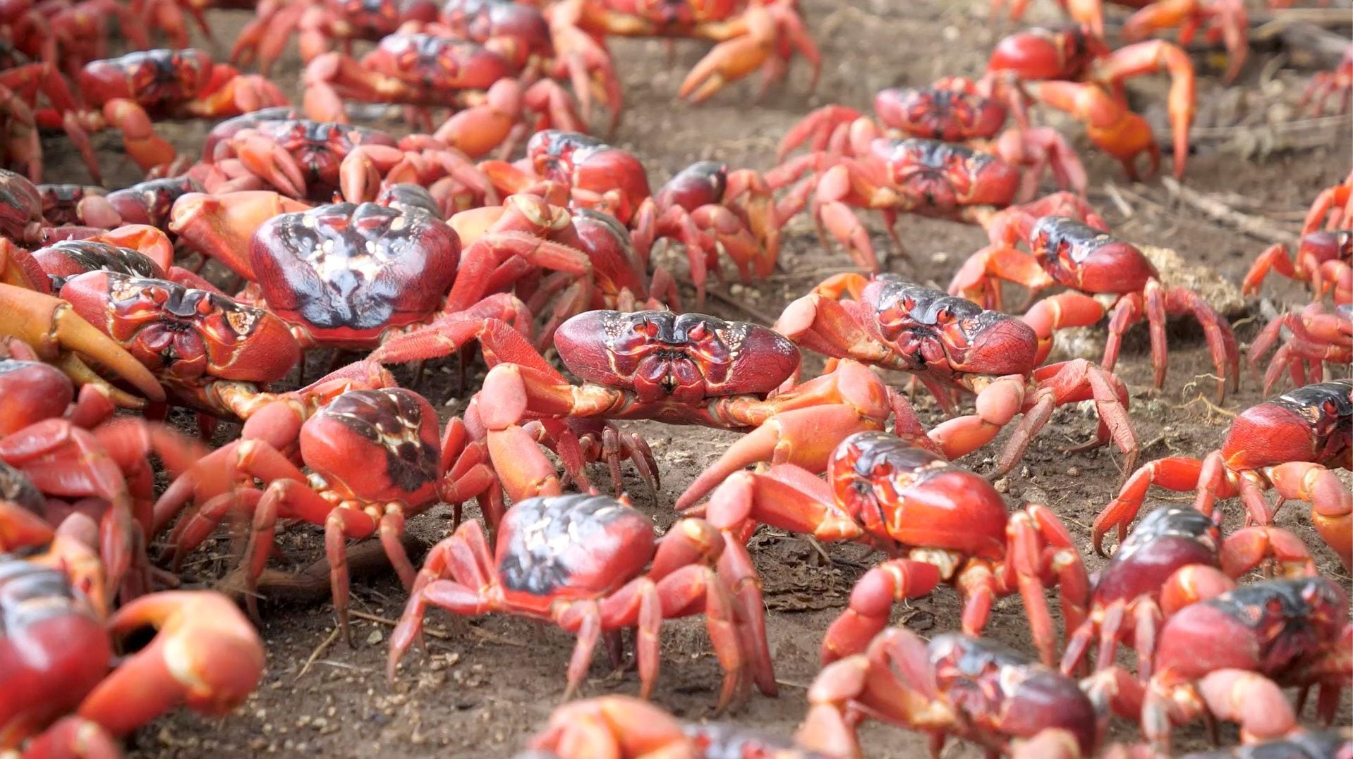 Cangrejos rojos en migración hacia el océano en la Isla de Navidad