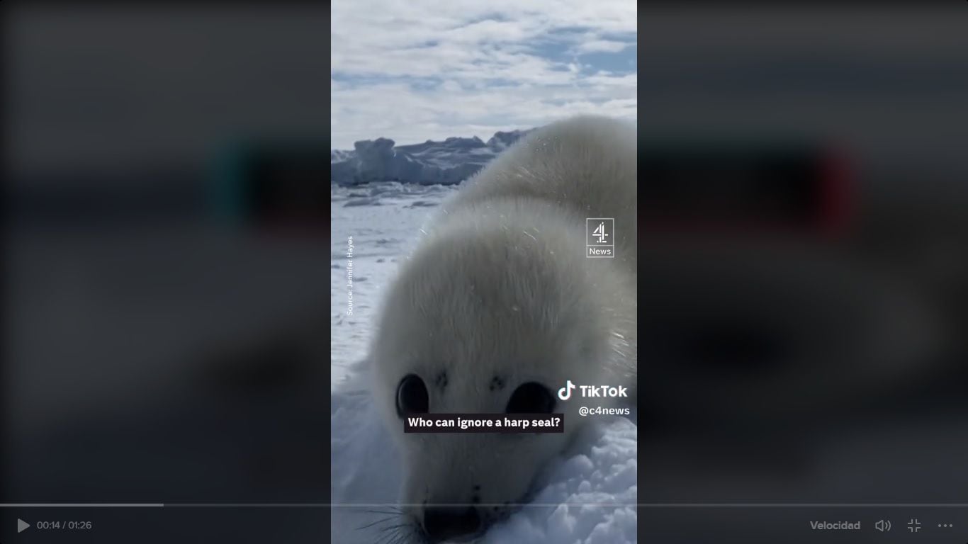 Conmovedor video muestra a una foca cachorro aferrándose a un buzo mientras el hielo se derrite