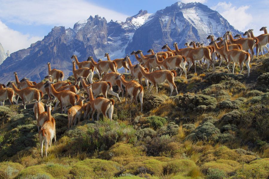 Parque Nacional Patagonia