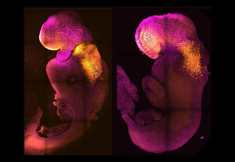 Científicos de Cambridge crean embriones sintéticos con cerebro y corazón latiendo