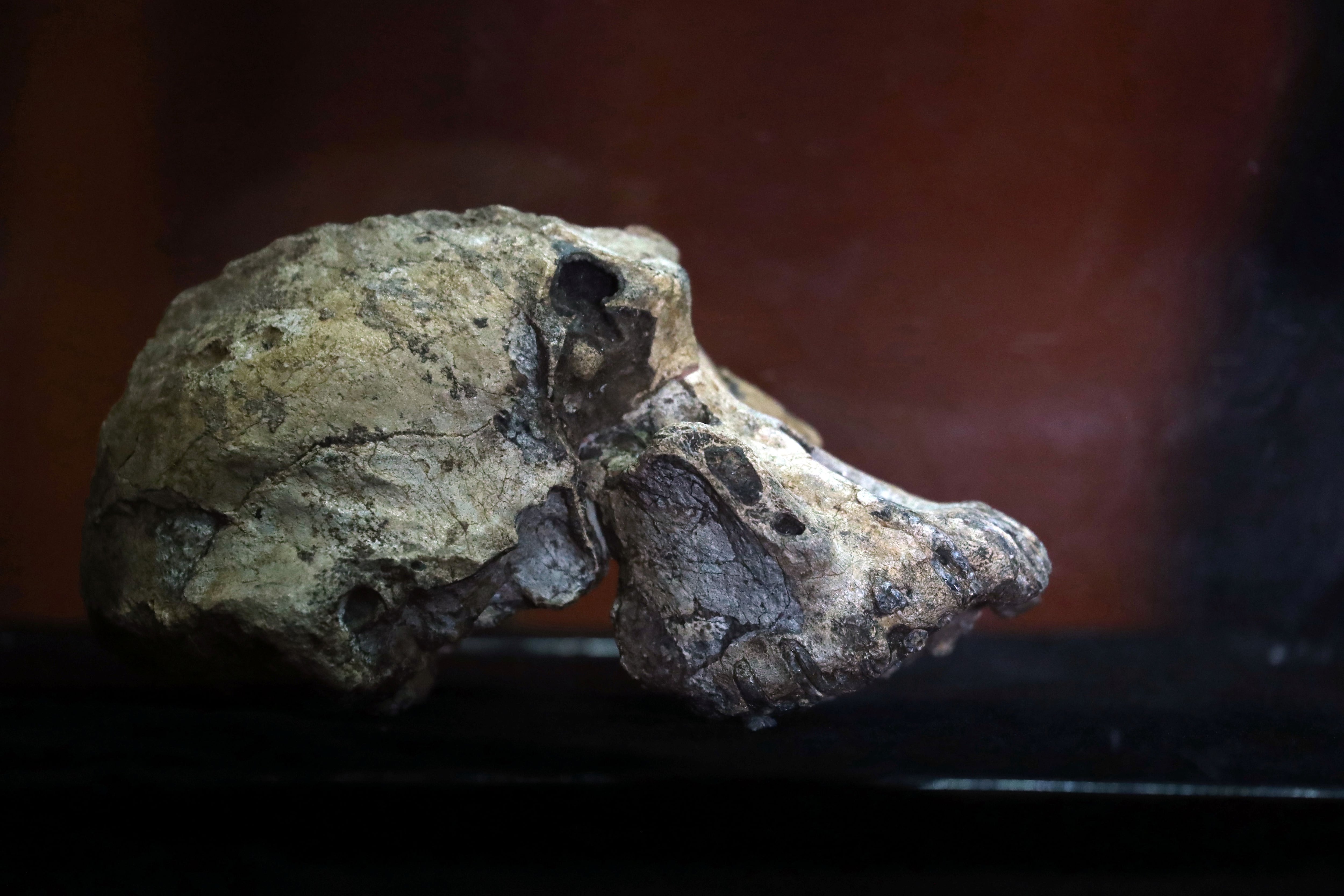 A fossil of Lucy's ancestor, 3.8 million years old cranium of Australopithecus Anamensis which was discovered in Waranso-Mile paleontological site, in Afar region, Ethiopia is seen at the National Museum in Addis Ababa