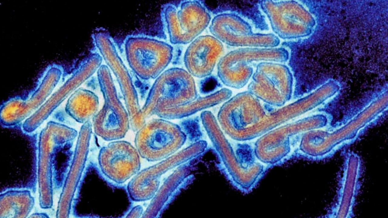 Fact Checking: ¿Ómicron BA.5 es más infeccioso que el sarampión y el más contagioso que se conozca? ¿El nuevo brote del virus de Marburgo comenzó en 2021?