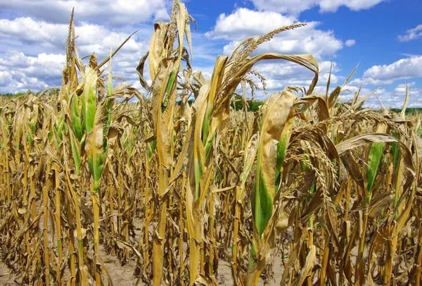 El potente fenómeno El Niño amenaza la seguridad alimentaria en el mundo