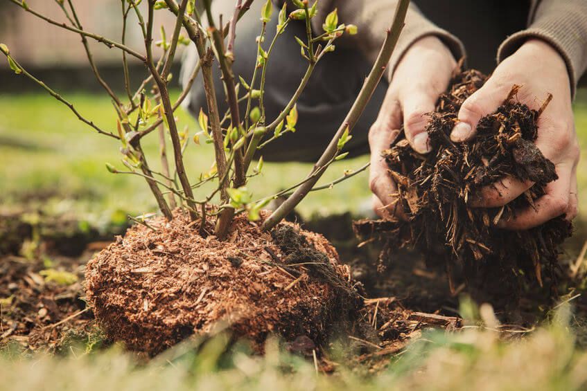 Mulch: cuándo y cómo usarlo en nuestras plantas y suelos