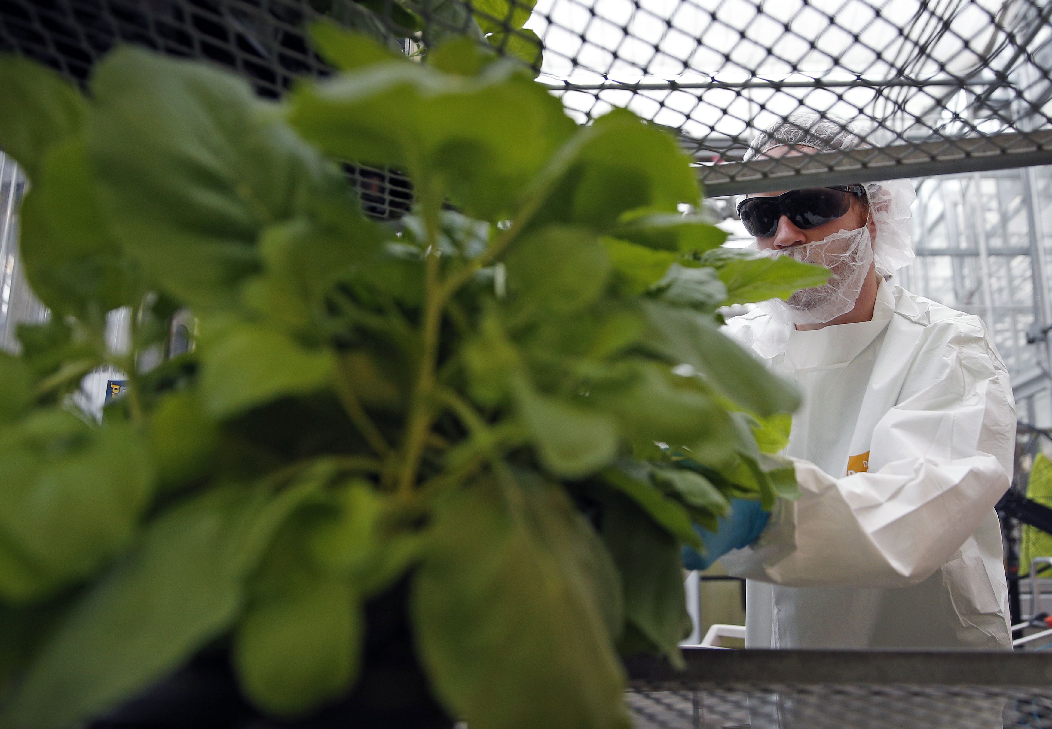 An worker take a Nicotiana benthamiana plant of its shelves before putting it in the infiltration machine at Medicago greenhouse in Quebec City