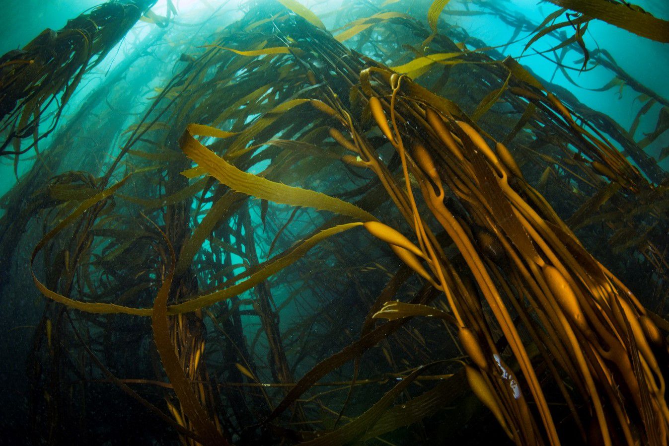 Bosques submarinos Mar de Pisagua