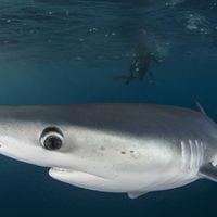 Por qué un grupo de tiburones dio positivo en un test de cocaína en Brasil