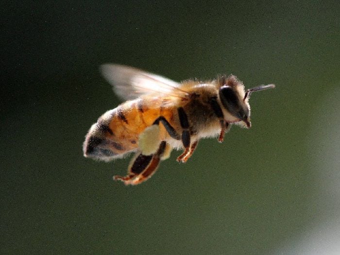 Estudio revela que los pesticidas dañan el cerebro de las abejas