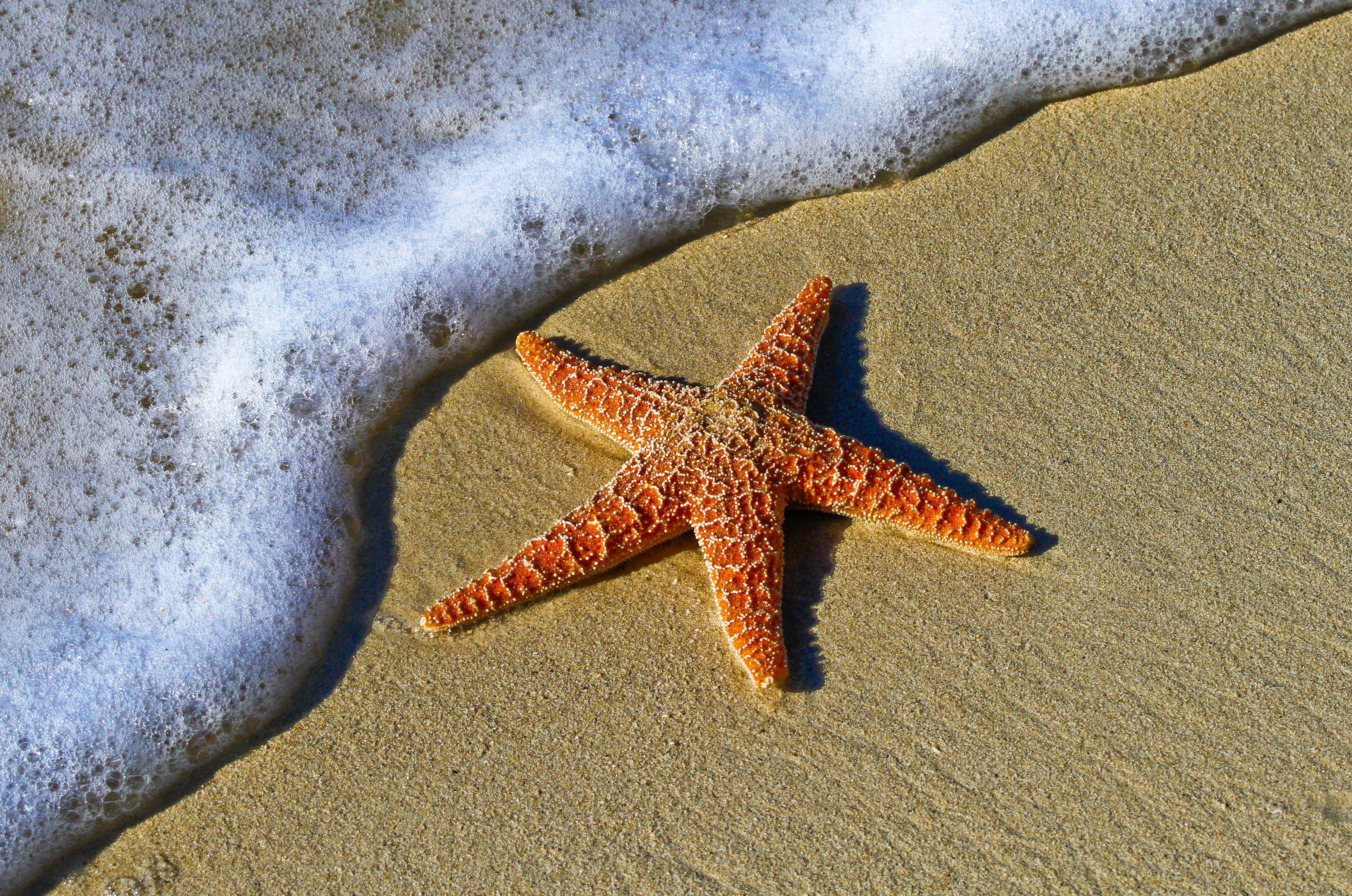La estrella de mar puede ver en el océano?