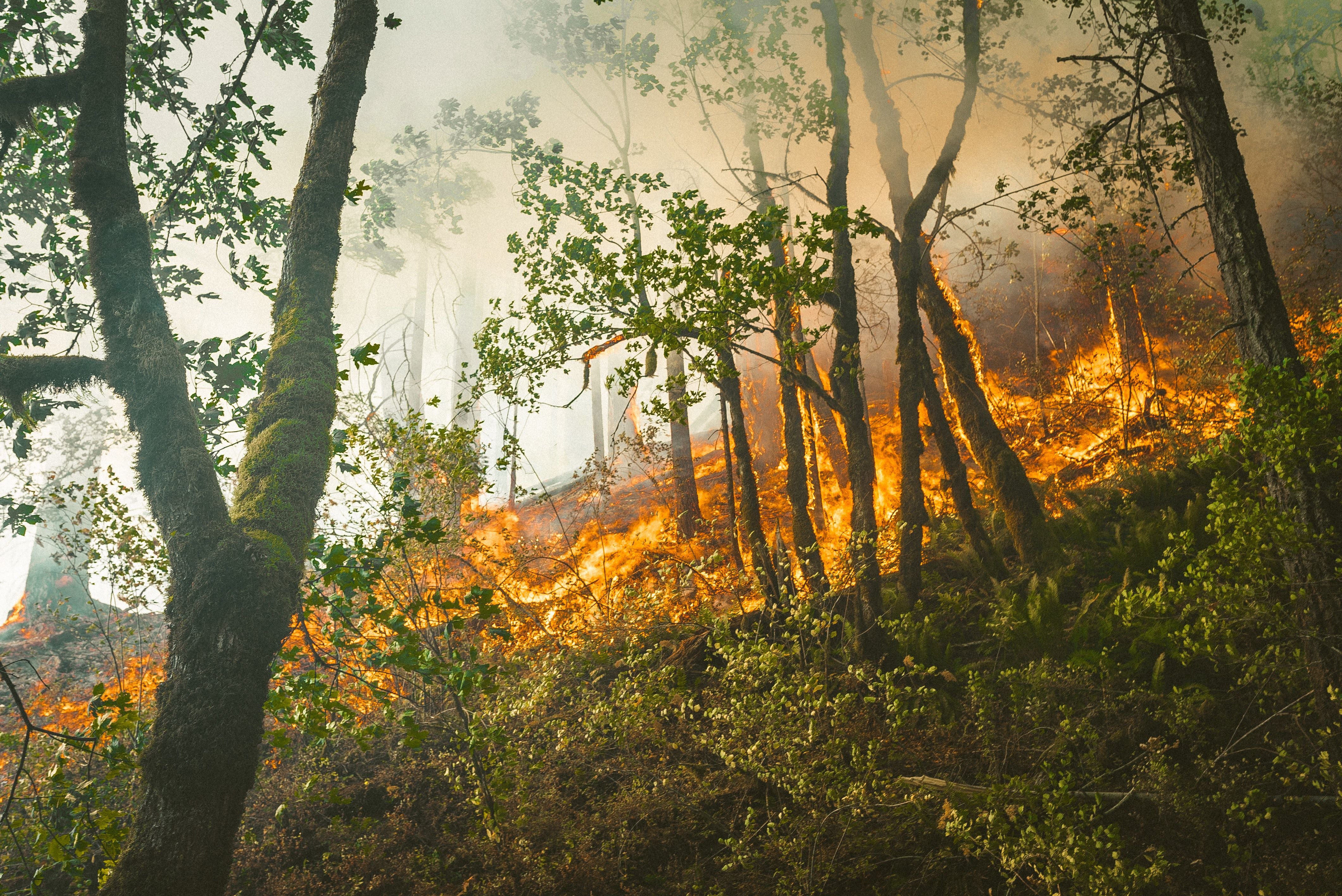 Iincendio forestal 2 (Foto referencial)