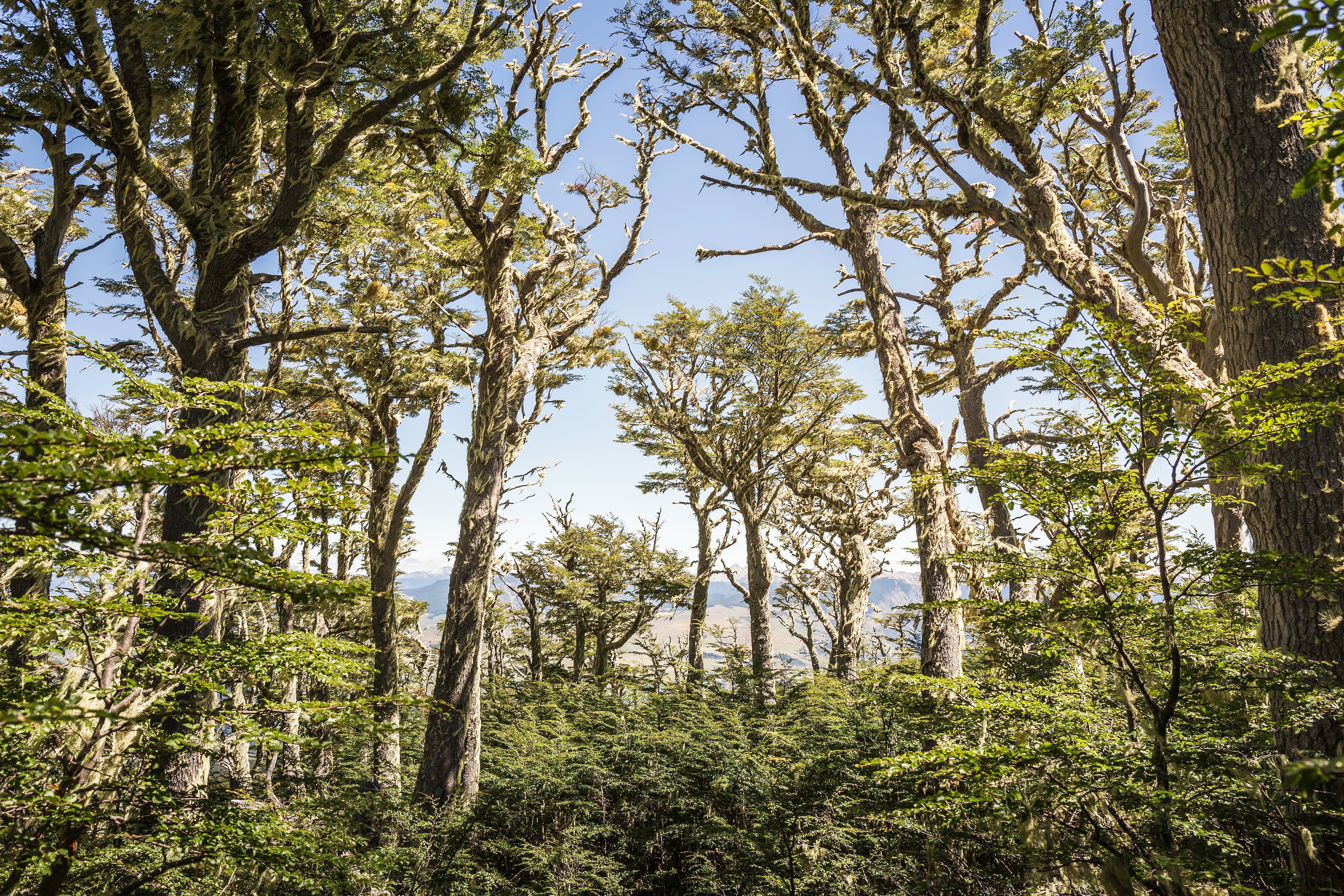 bosques nativos UFRO