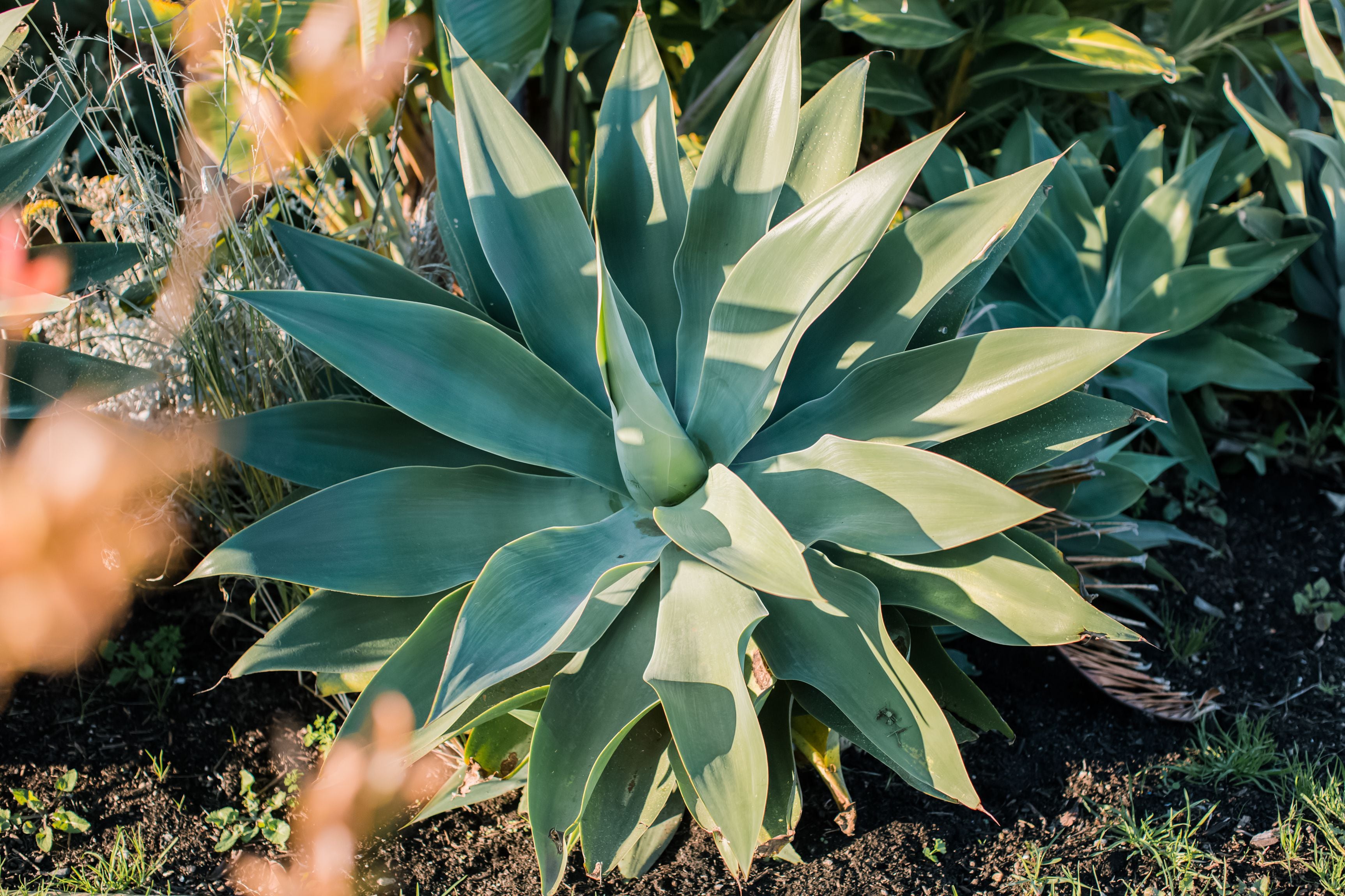 agave