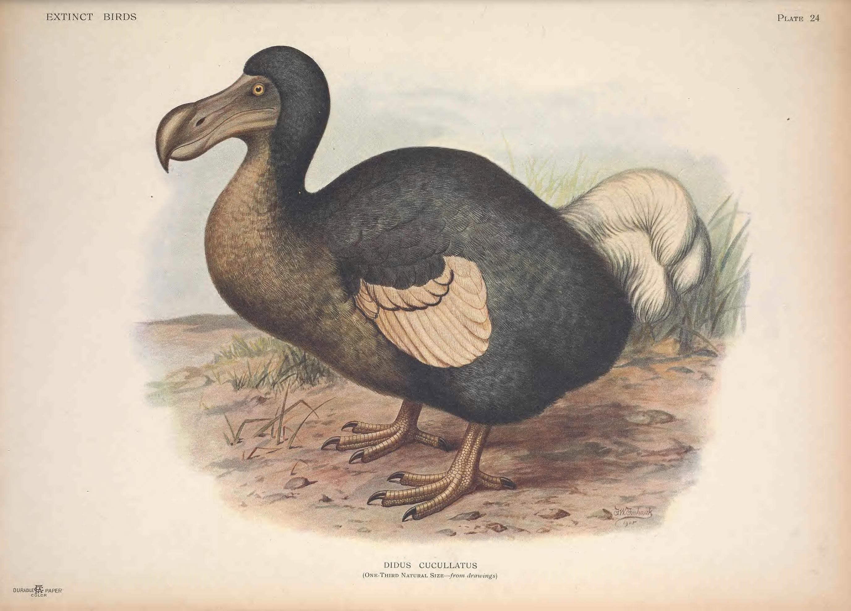 dodo