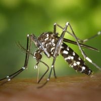 Pablo Vial: “Hay que evitar la reproducción del mosquito Aedes aegypti para no tener un brote en Chile continental”
