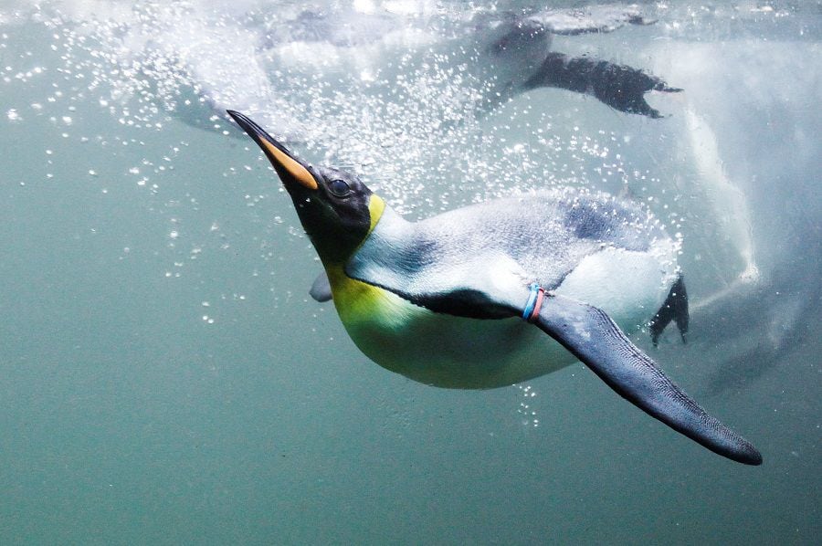 Científicos descubren cómo los pingüinos evolucionaron y dejaron de volar