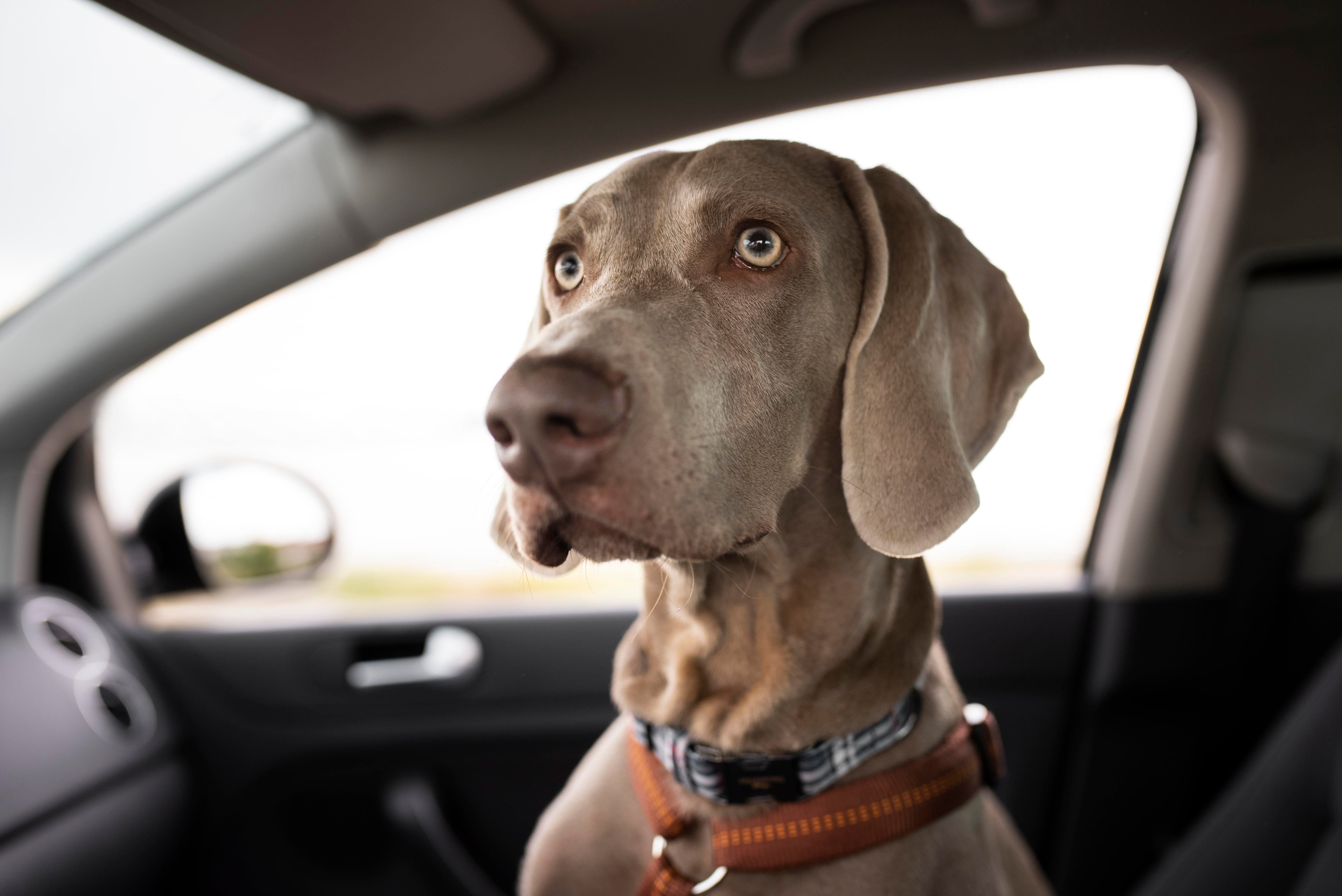 Perro al volante