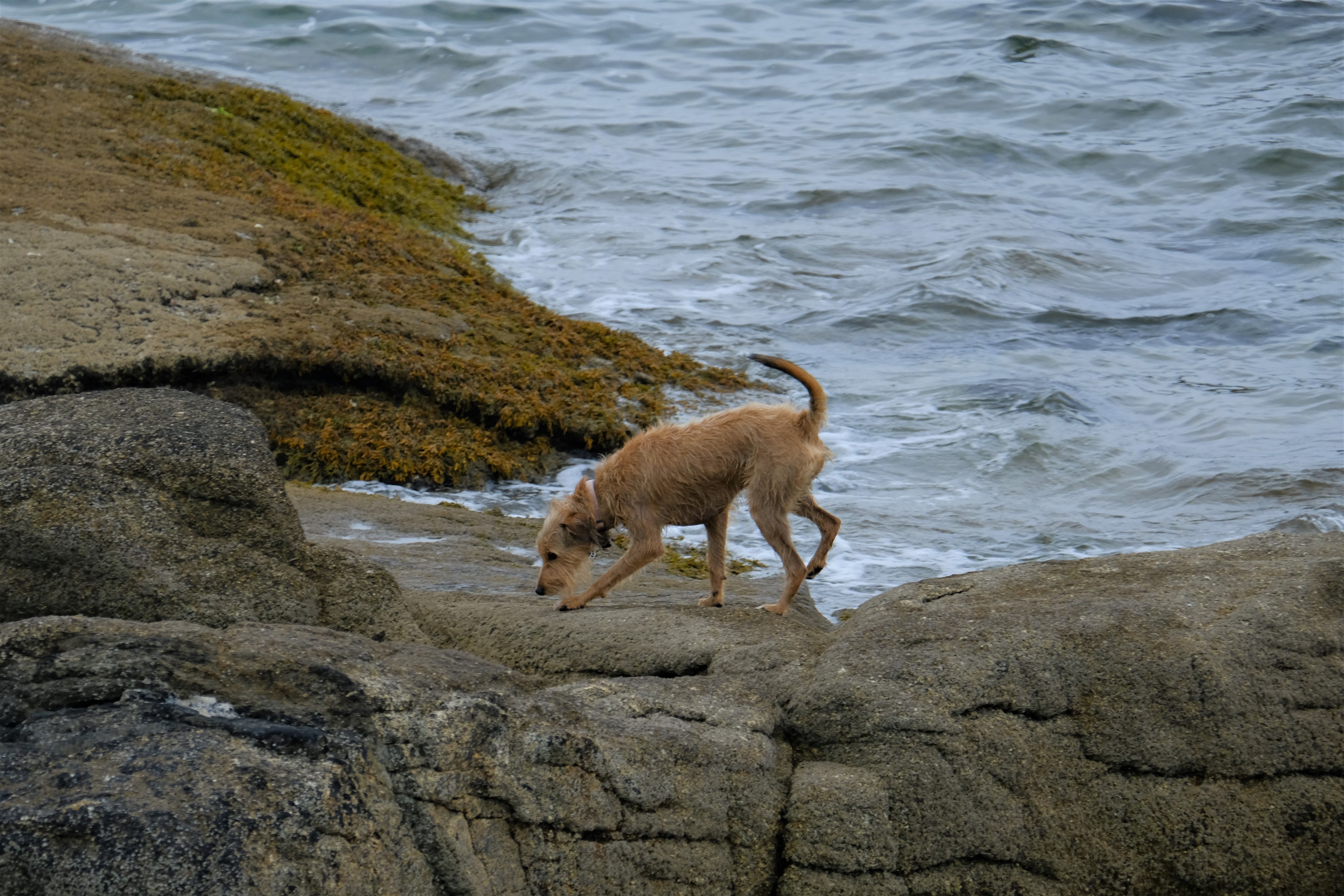 perro, costa